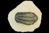 Reedops Trilobite - Atchana, Morocco #153955-2